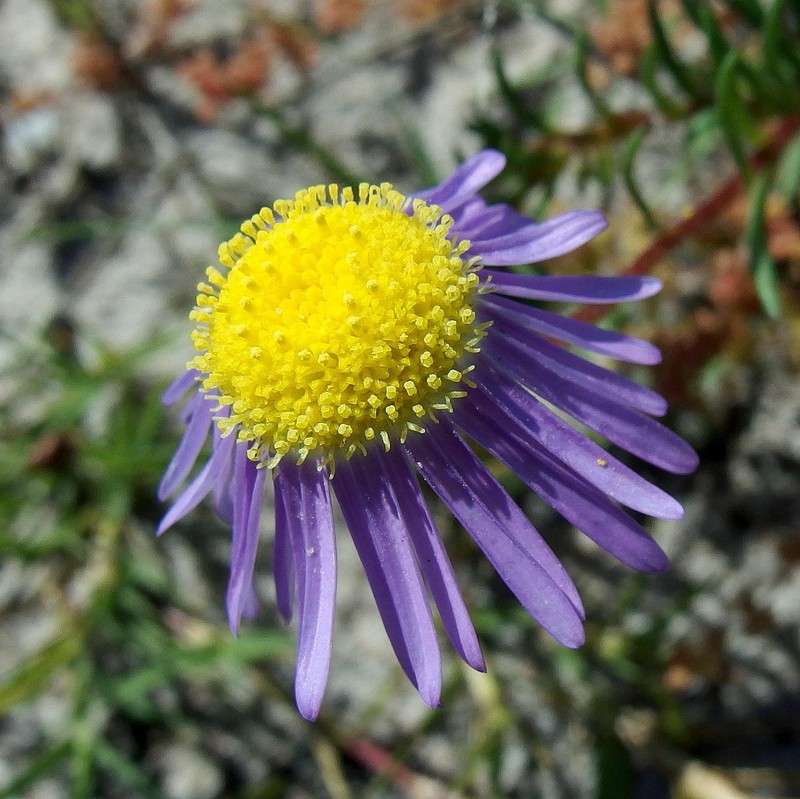 Felicia tenella subsp. tenella photo 3