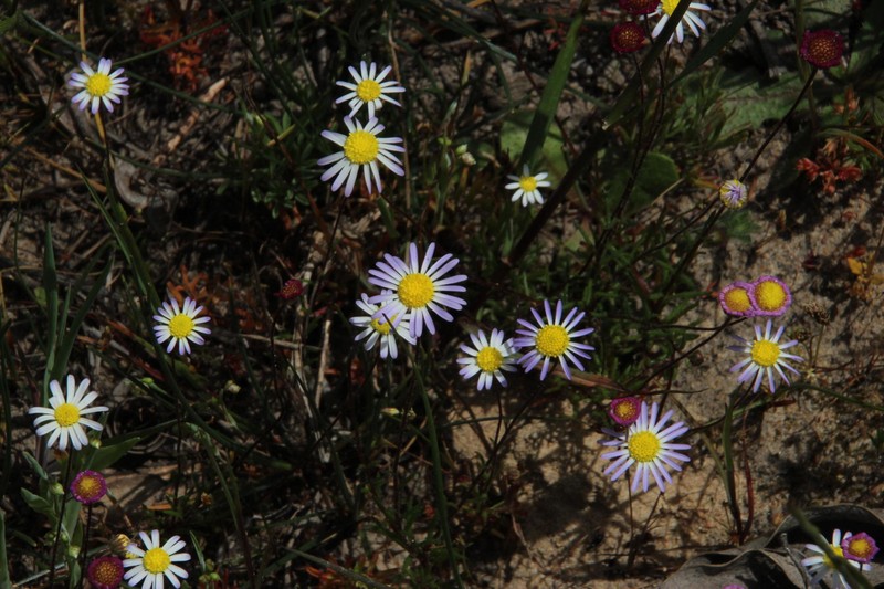 Felicia tenella subsp. tenella photo 4