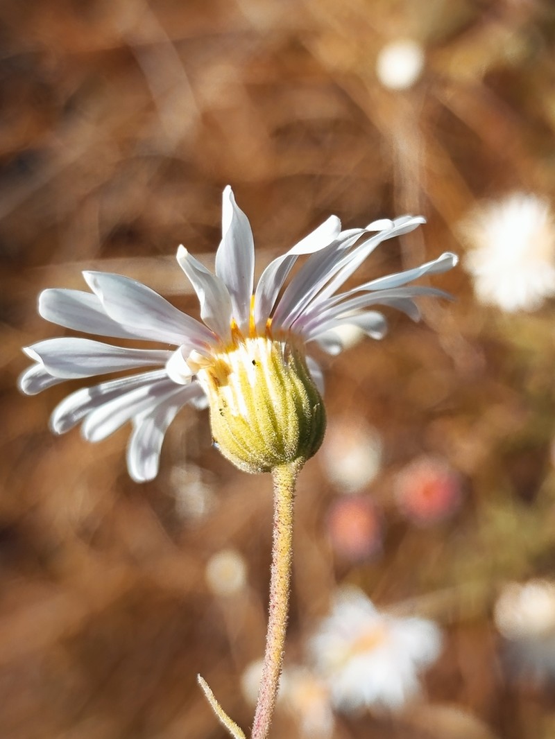 Felicia welwitschii photo 4