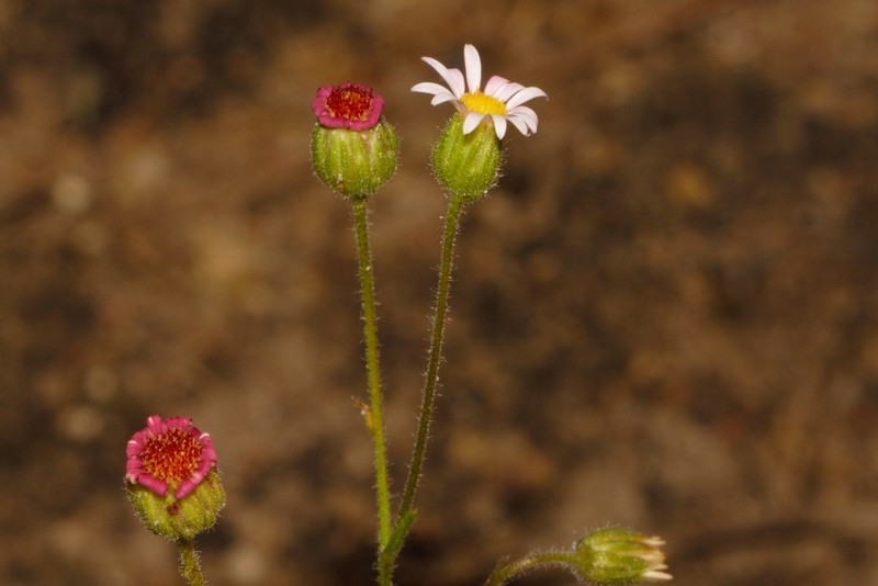 Felicia welwitschii photo 5