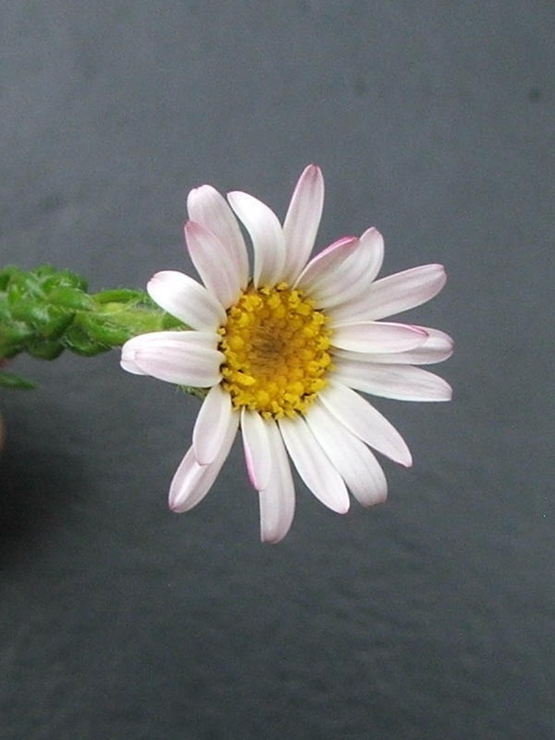 Felicia westiae photo 2