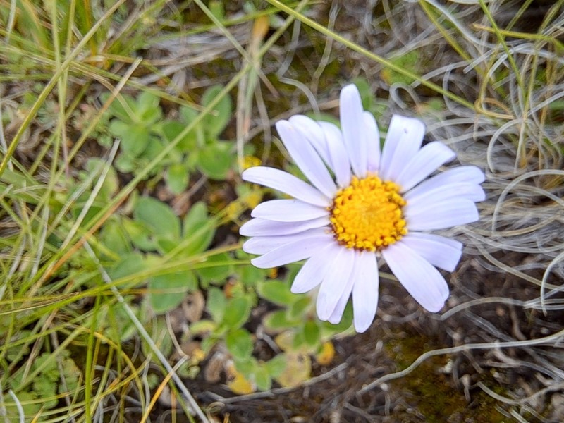 Felicia wrightii
