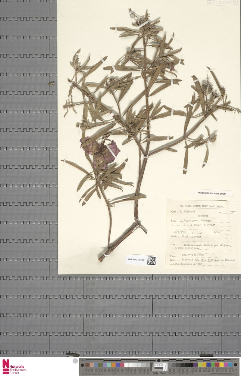 Feliciotis alata