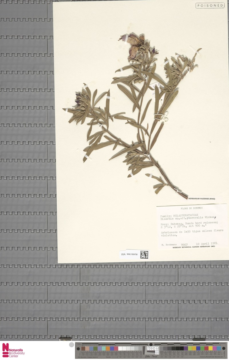 Feliciotis alata photo 2