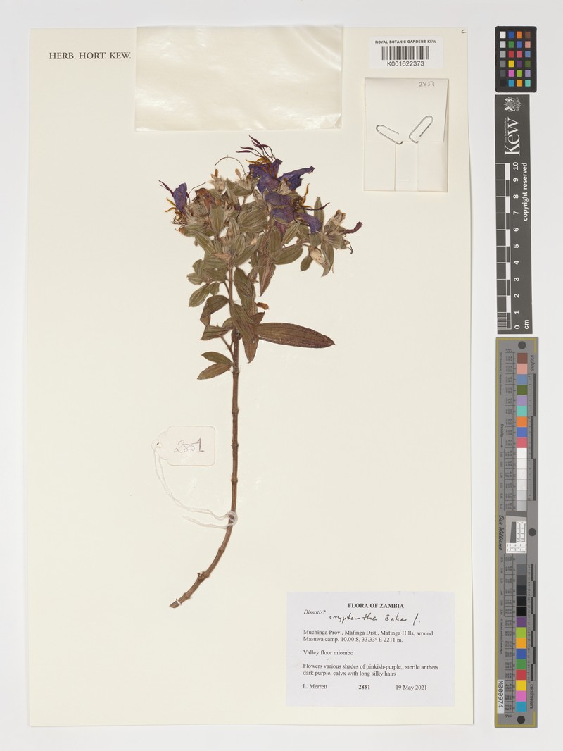 Feliciotis cryptantha