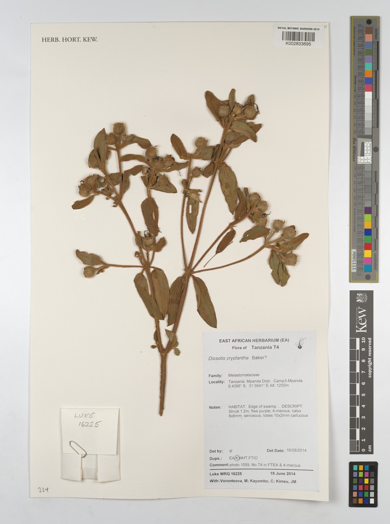 Feliciotis cryptantha photo 2