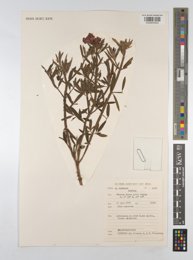 Feliciotis formosa