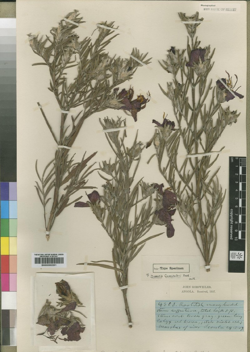 Feliciotis gossweileri