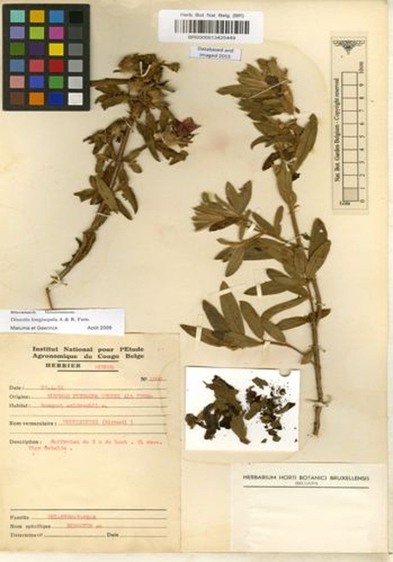 Feliciotis longisepala