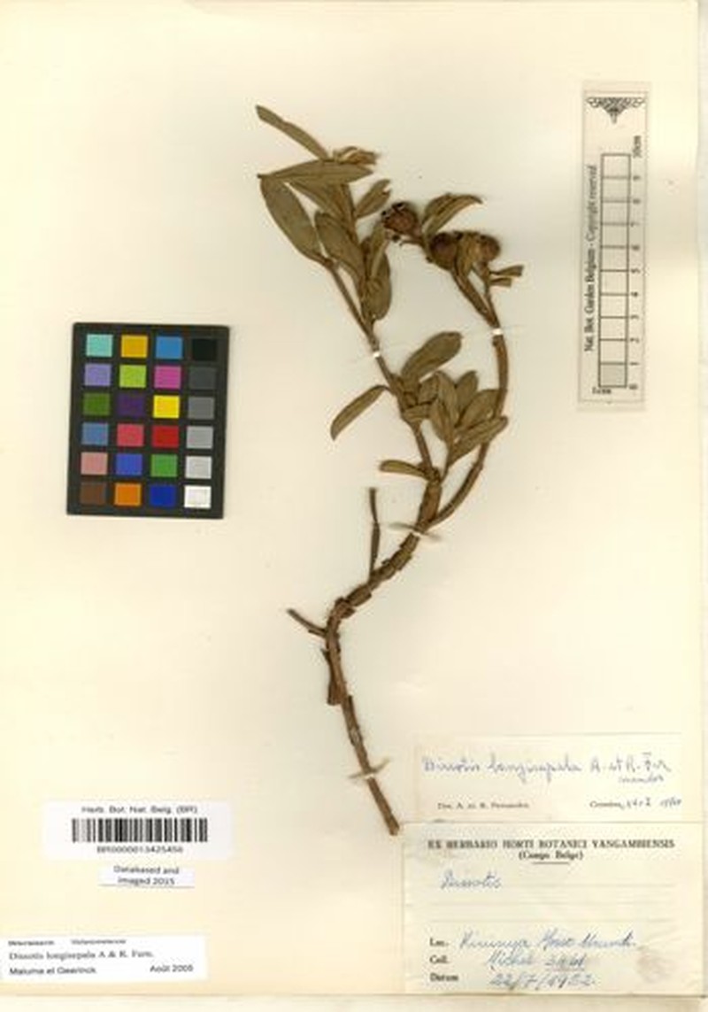 Feliciotis longisepala photo 3
