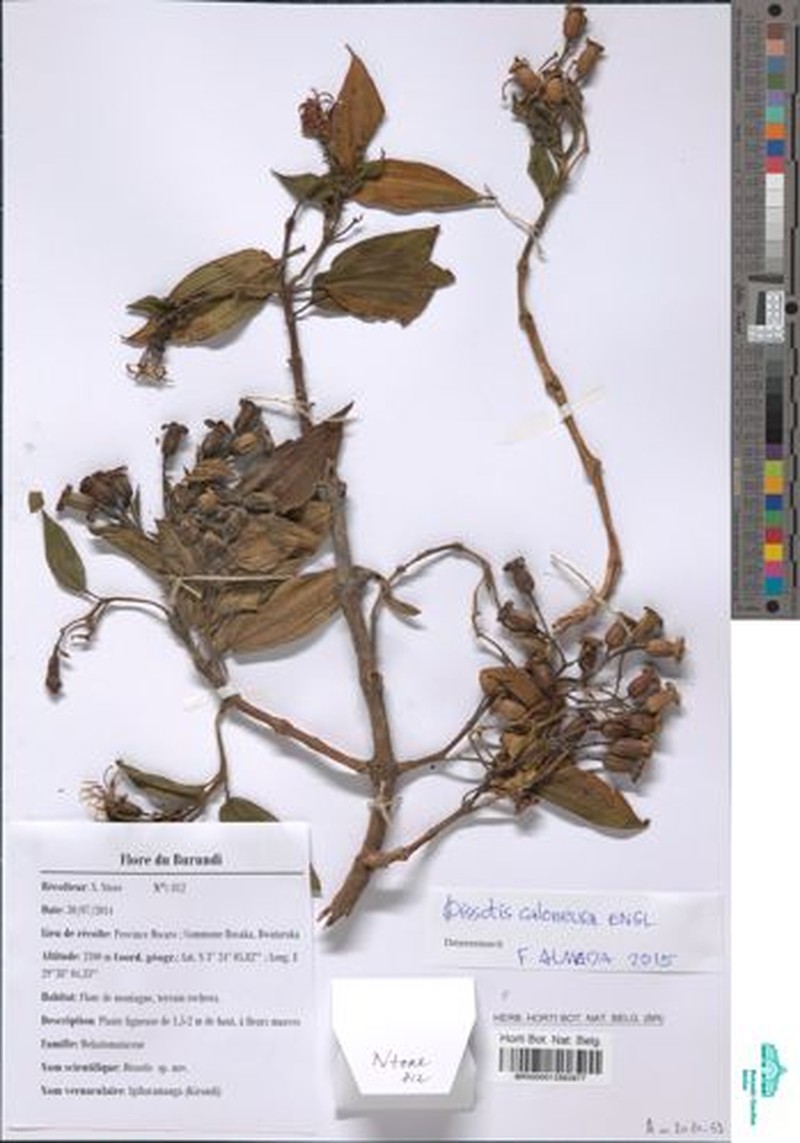 Feliciotis pterocaulos photo 2