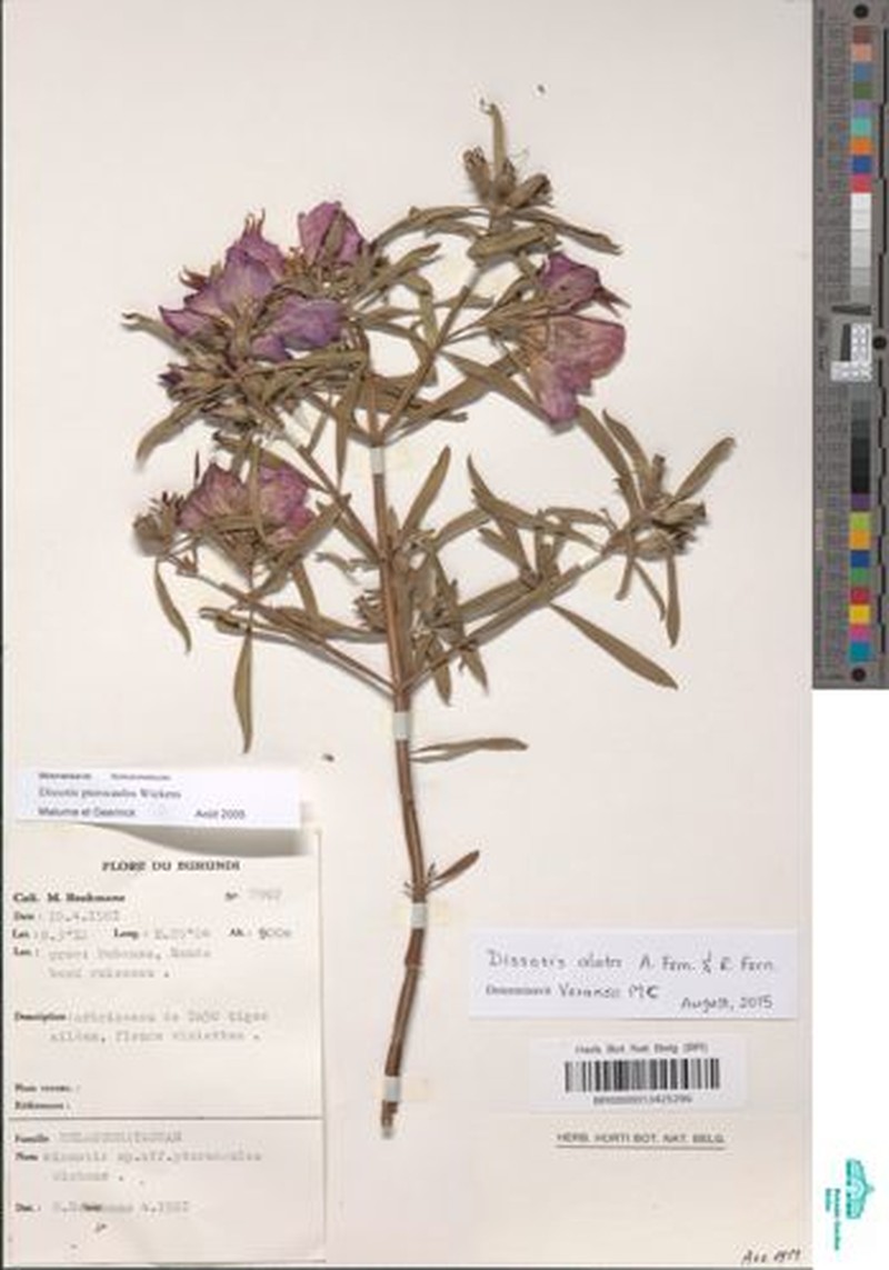 Feliciotis pterocaulos photo 3