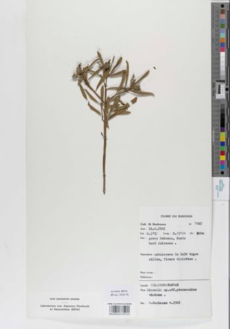 Feliciotis pterocaulos photo 4