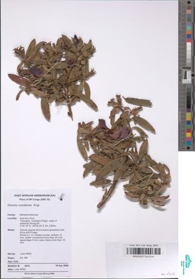 Feliciotis ruandensis photo 2