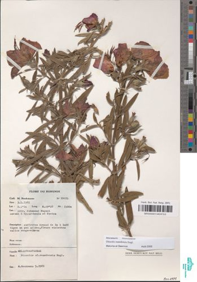 Feliciotis ruandensis photo 3