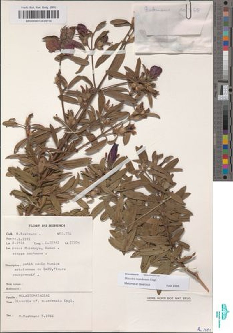 Feliciotis ruandensis photo 4