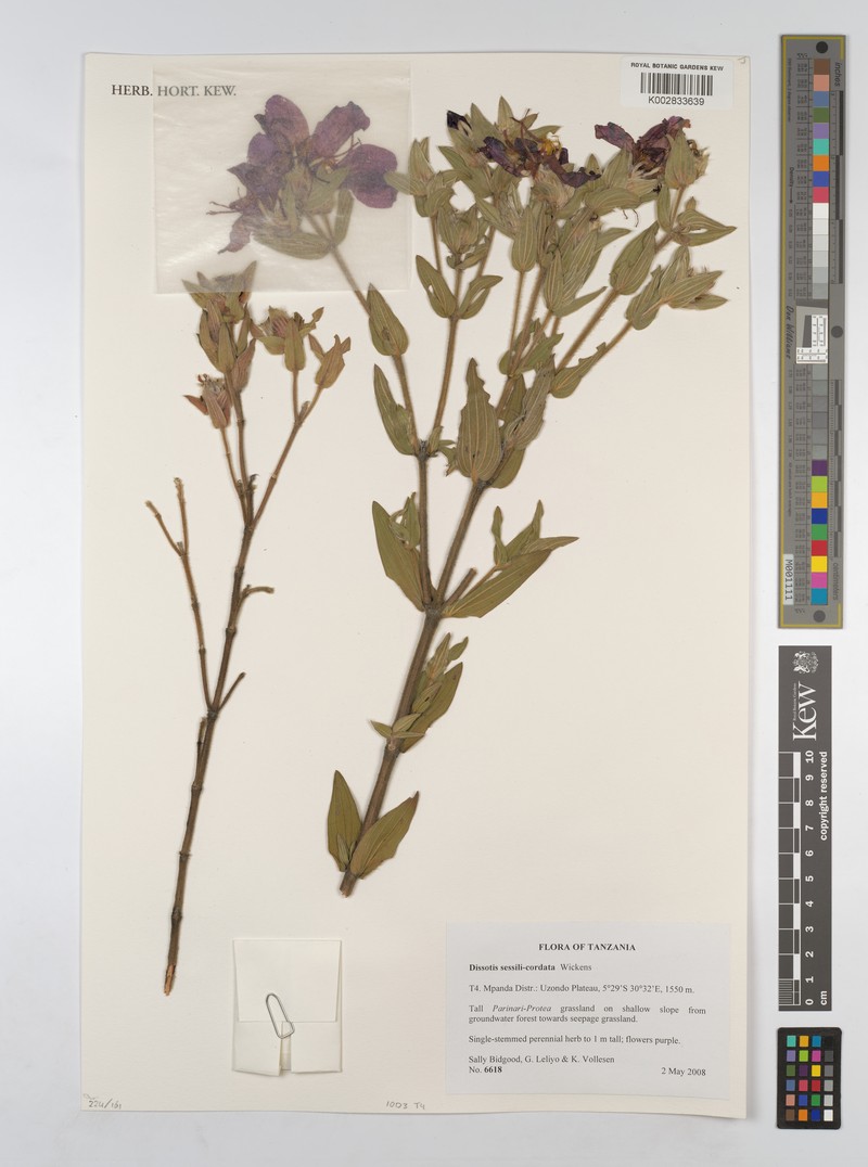 Feliciotis sessilicordata photo 2