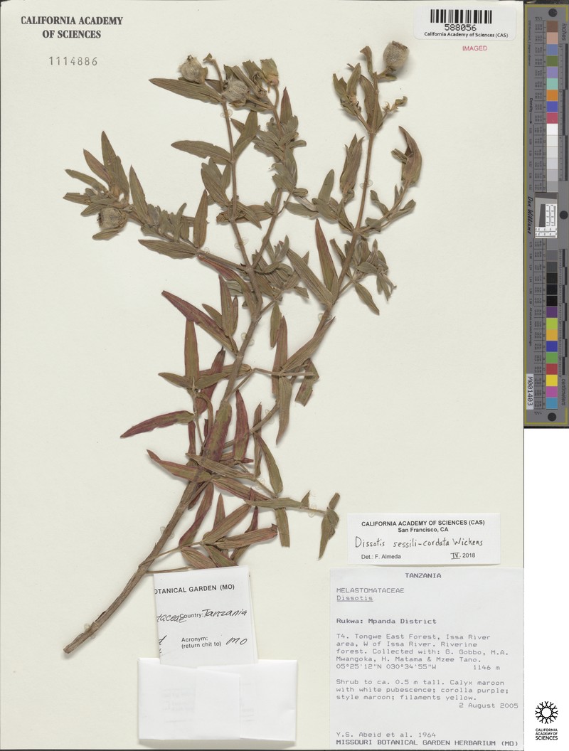 Feliciotis sessilicordata photo 3