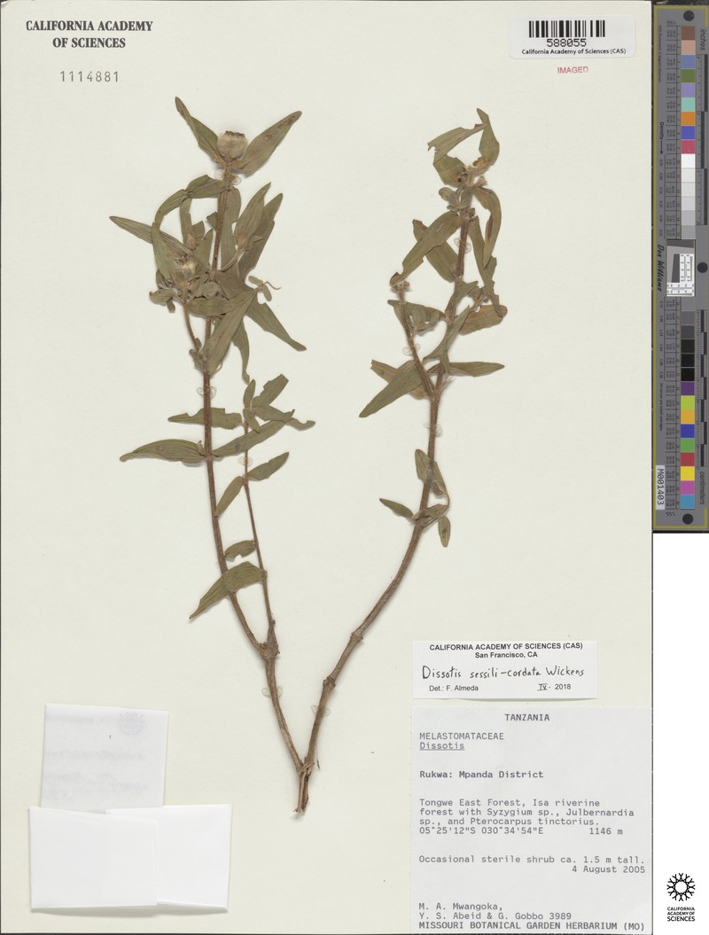 Feliciotis sessilicordata photo 4