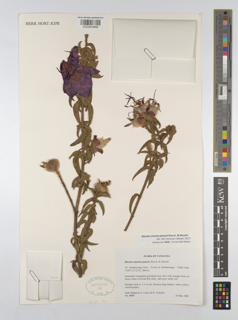 Feliciotis simonis-jamesii