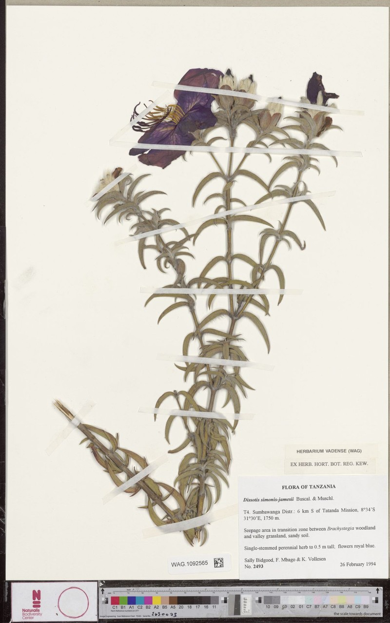 Feliciotis simonis-jamesii photo 2
