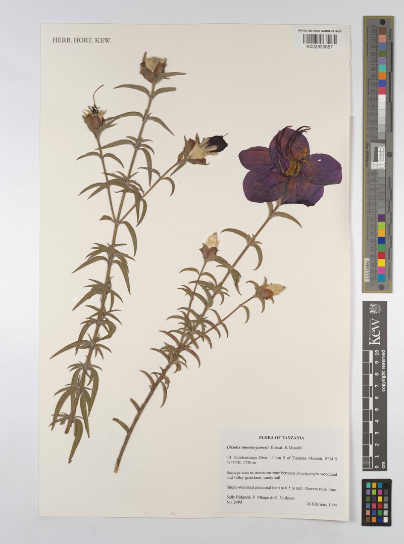 Feliciotis simonis-jamesii photo 3