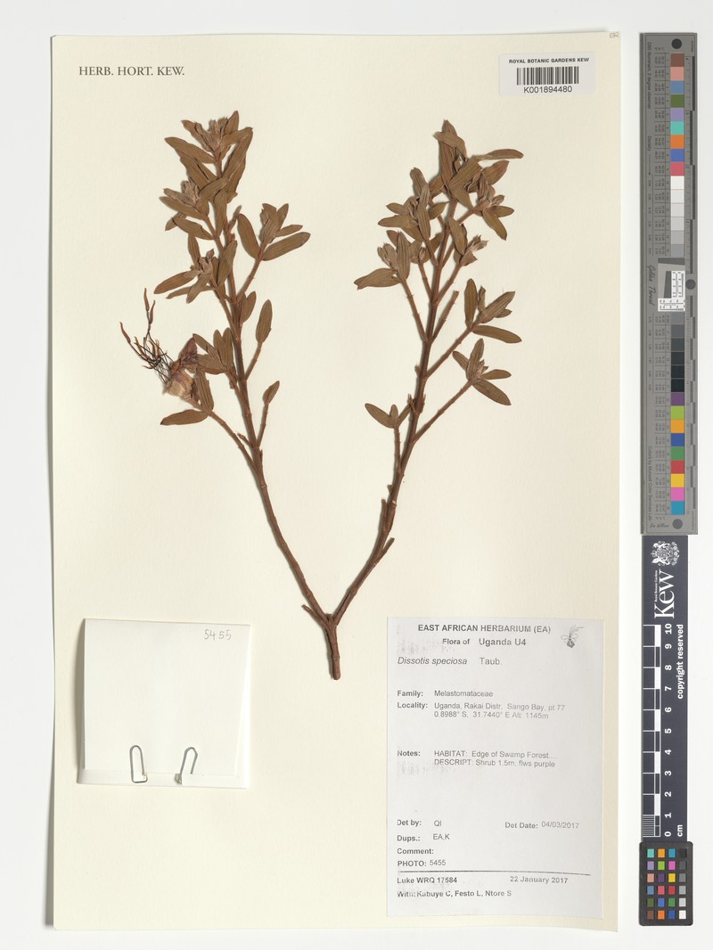 Feliciotis speciosa