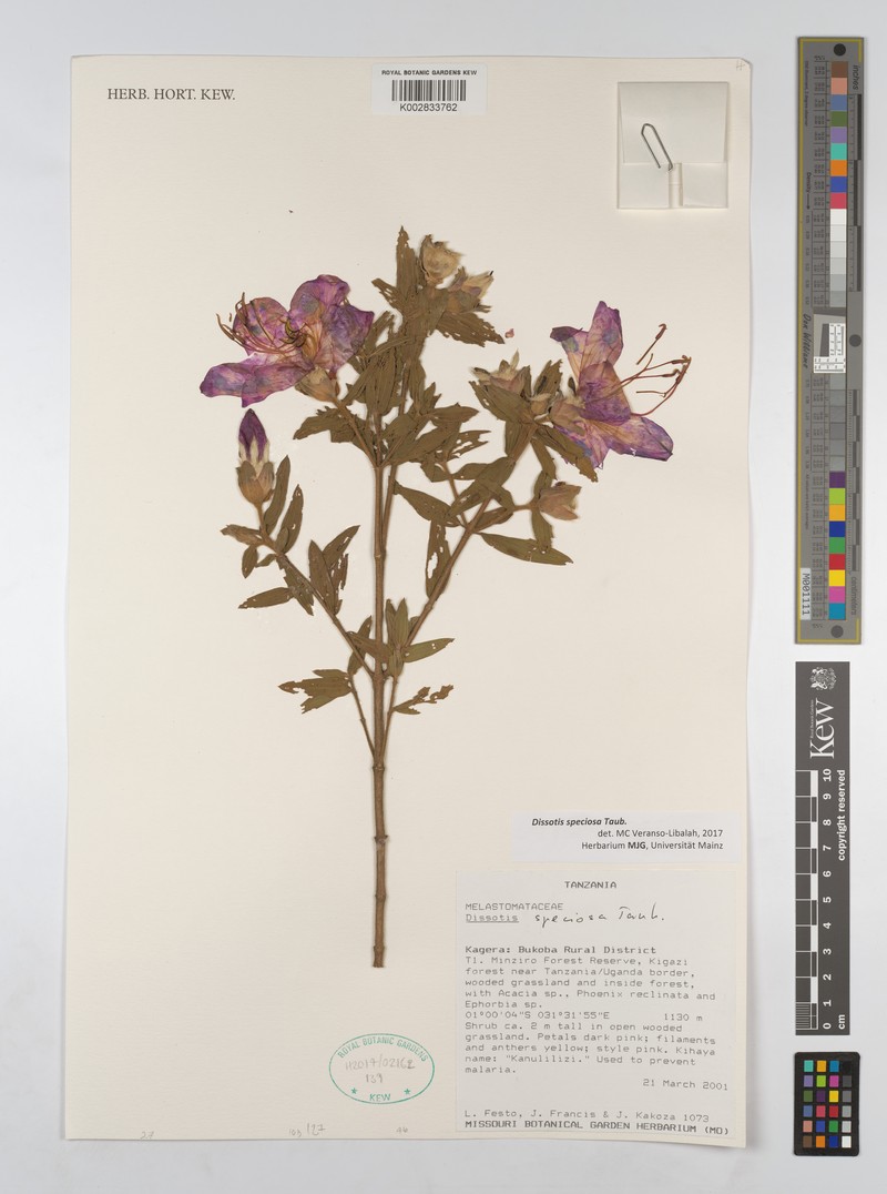 Feliciotis speciosa photo 2