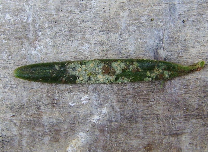 Bouteille's Fellhanera Lichen