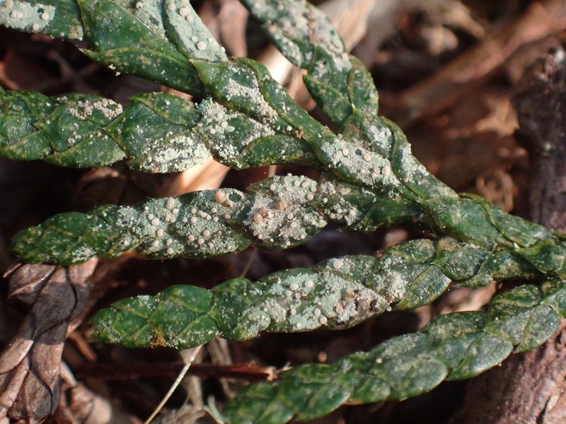 Bouteille's Fellhanera Lichen