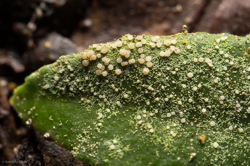 Bouteille's Fellhanera Lichen photo 2