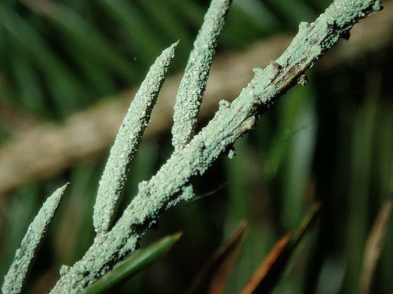 Bouteille's Fellhanera Lichen photo 4