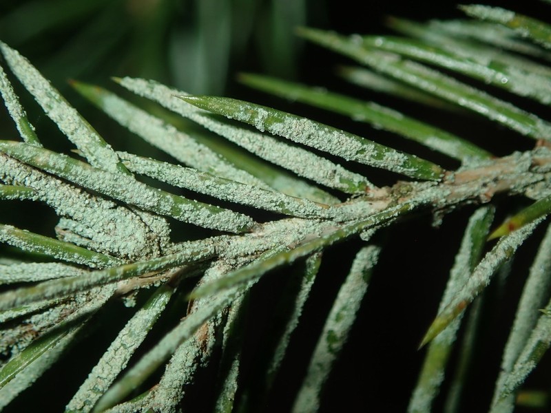 Bouteille's Fellhanera Lichen photo 5