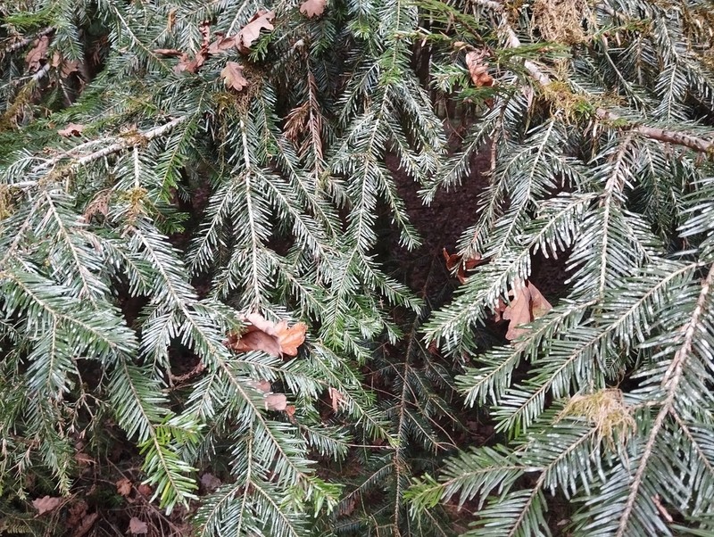 Bouteille's Fellhanera Lichen photo 7