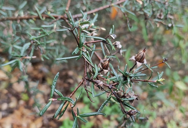 Stiff Fendlerbush