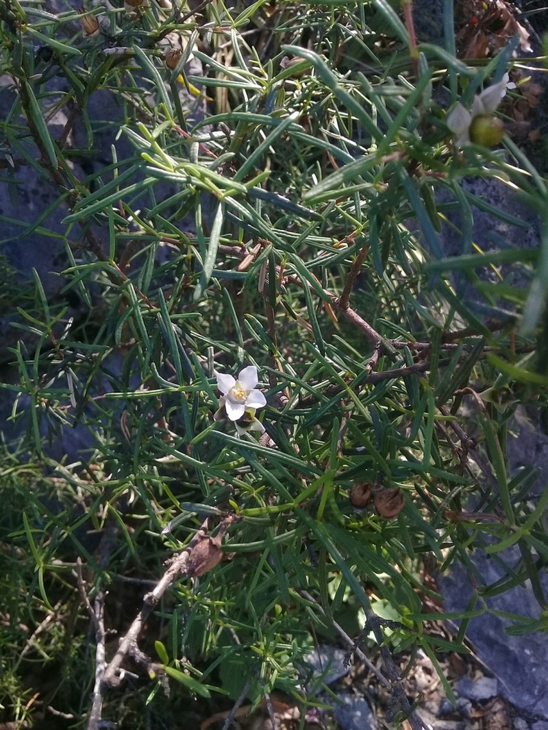 Stiff Fendlerbush photo 2