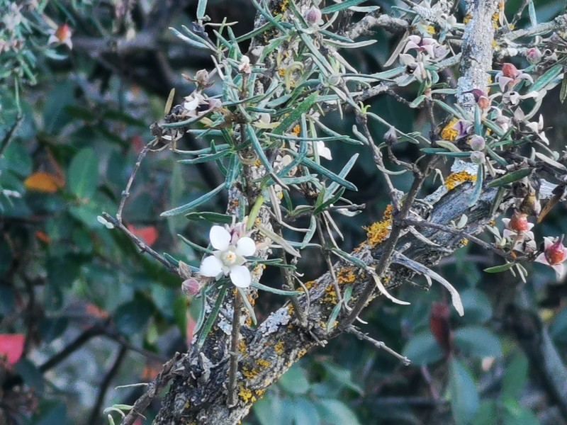 Stiff Fendlerbush photo 3