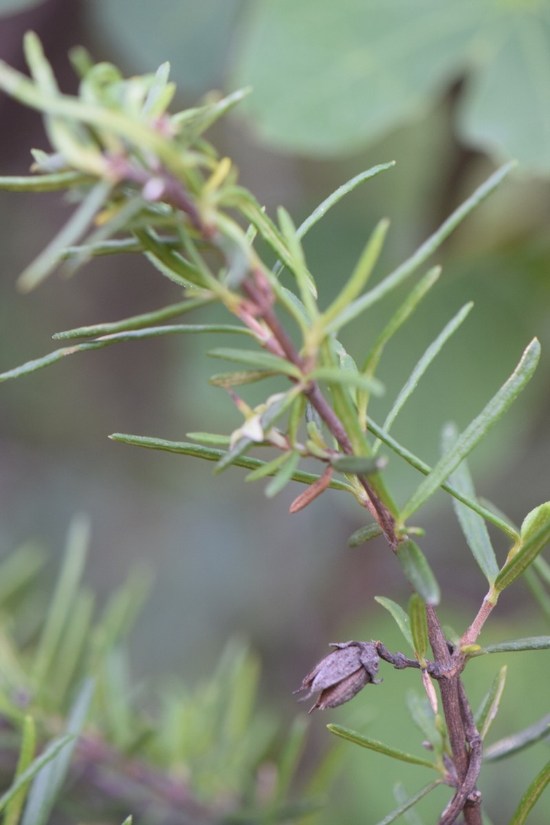 Stiff Fendlerbush photo 4