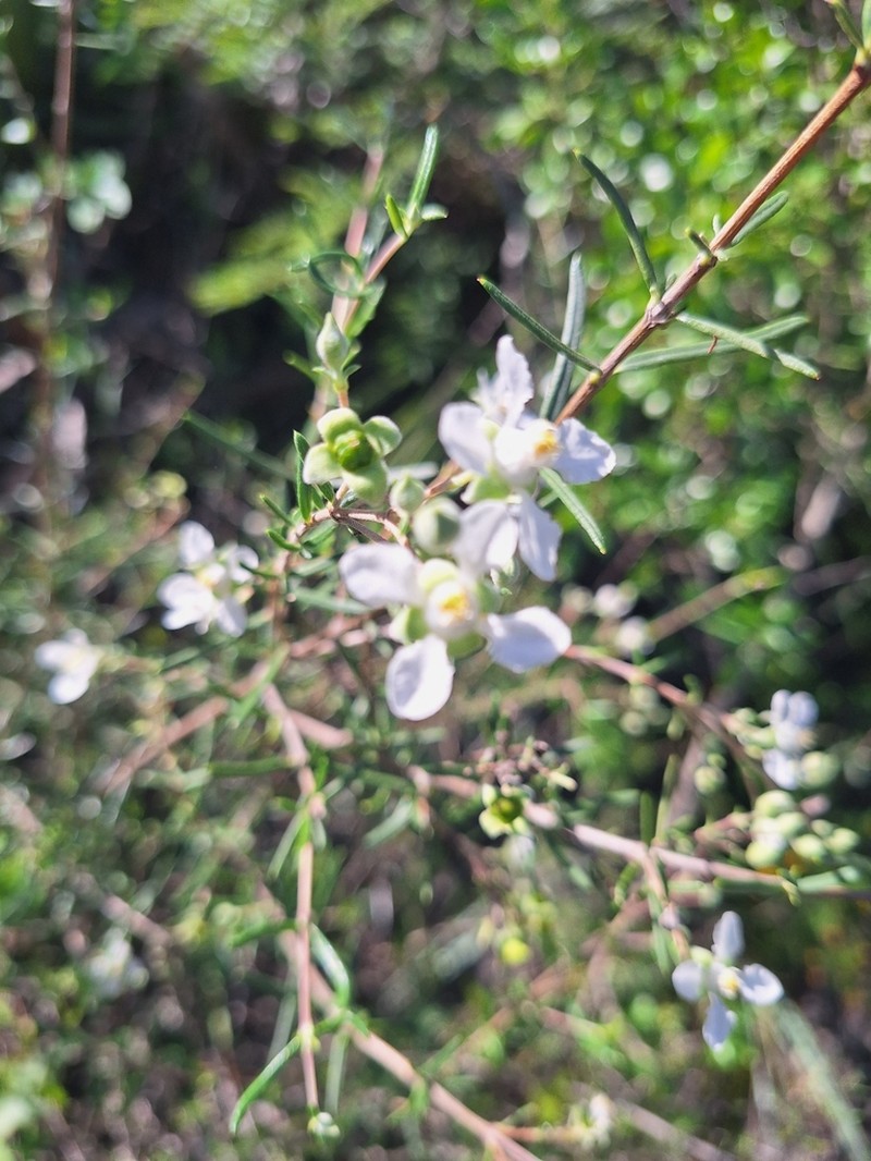 Stiff Fendlerbush photo 5
