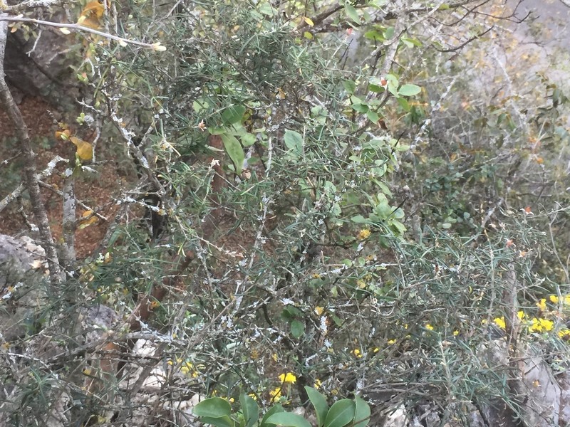 Stiff Fendlerbush photo 6
