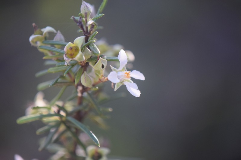 Stiff Fendlerbush photo 7