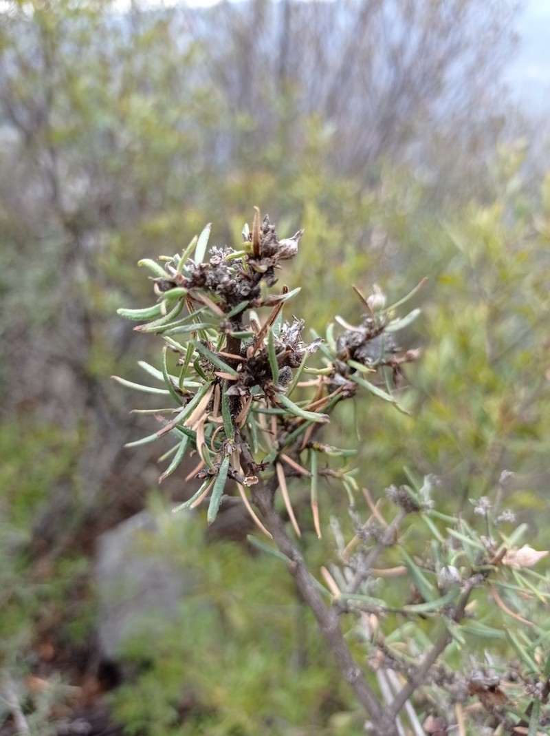 Stiff Fendlerbush photo 8