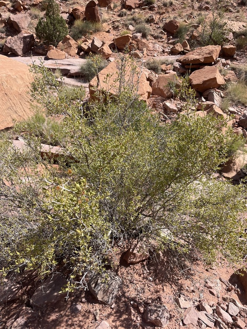 Cliff Fendlerbush photo 3