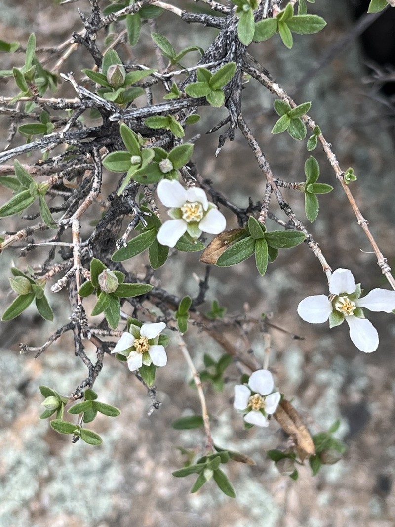 Cliff Fendlerbush photo 4
