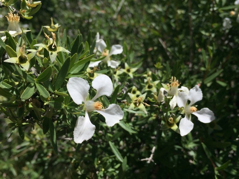 Wright's Fendlerbush photo 8