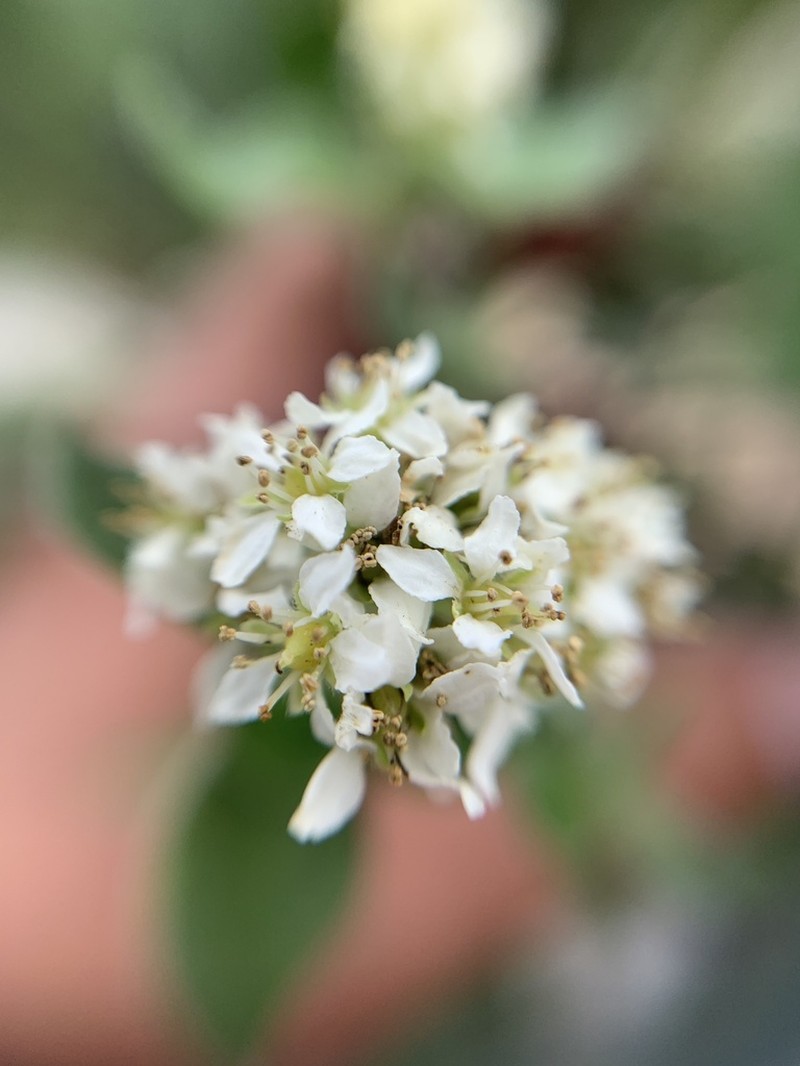 Fendlerella queretarana