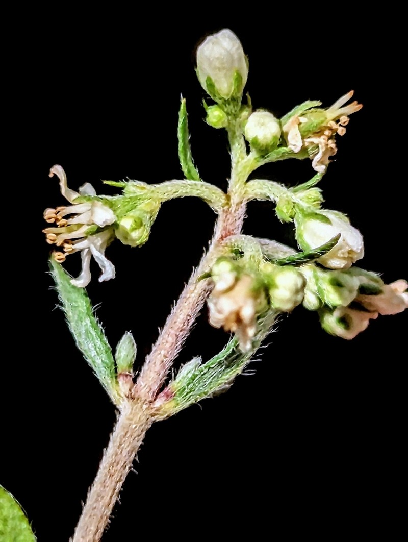 Utah Fendlerbush