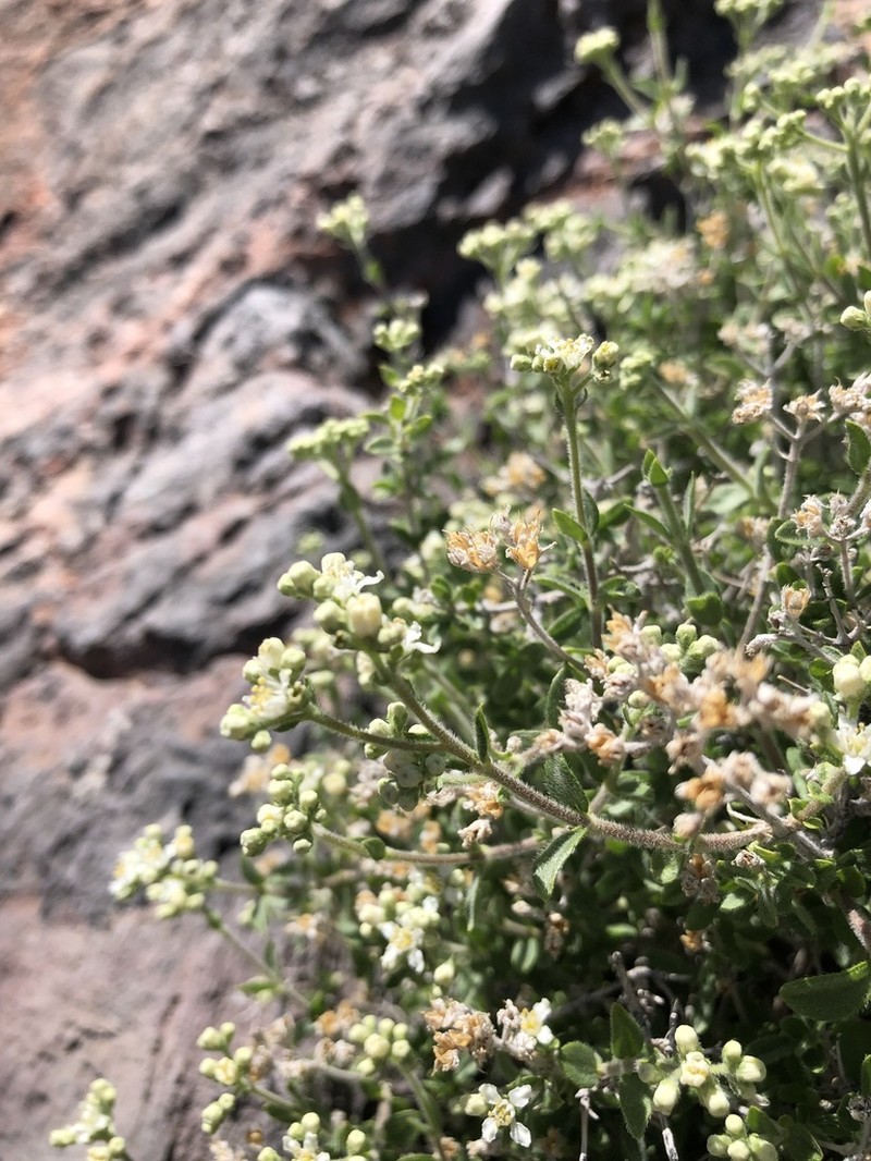 Utah Fendlerbush photo 2