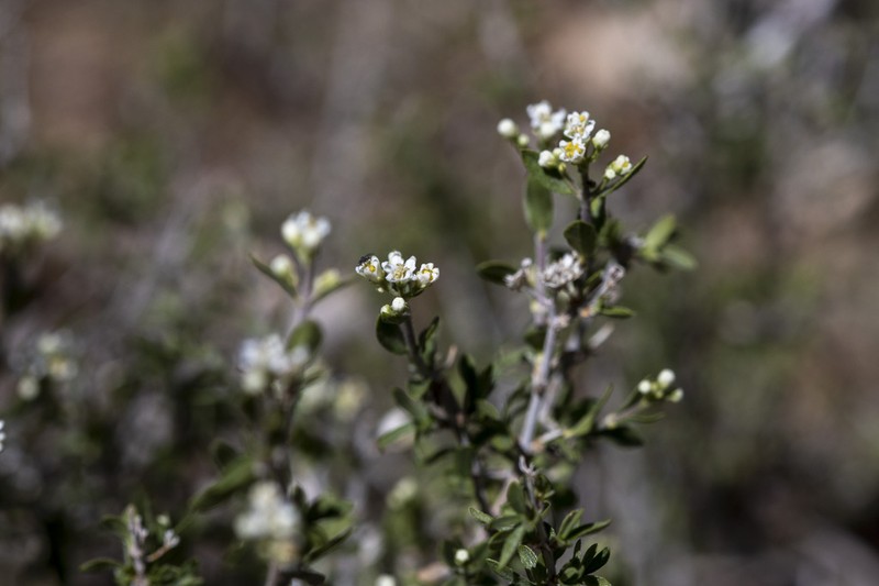 Utah Fendlerbush photo 3