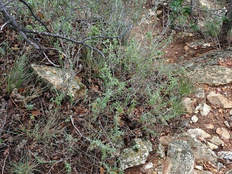 Utah Fendlerbush photo 5